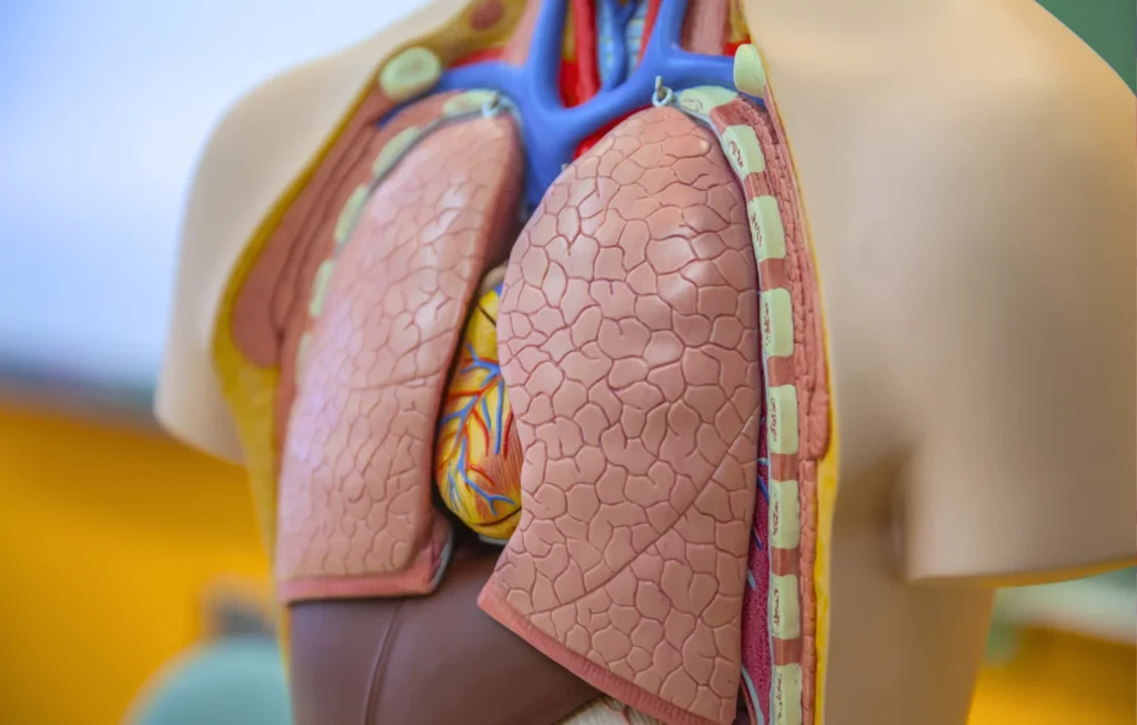 Medical model of a human chest with layers removed to show lungs